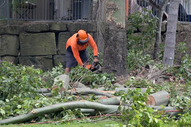 Large Tree Removal